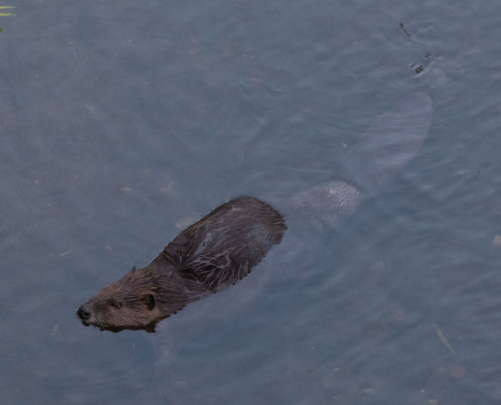 Beaver Lodge Summer 2019